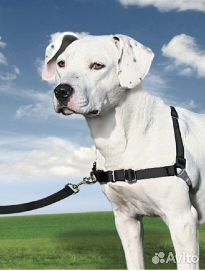 Шлейка корректирующая. Шлейка для собак