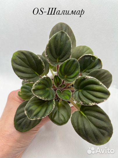 Сортовые фиалки миниатюрые сорта