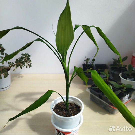 Драцена Сандера бамбук счастья