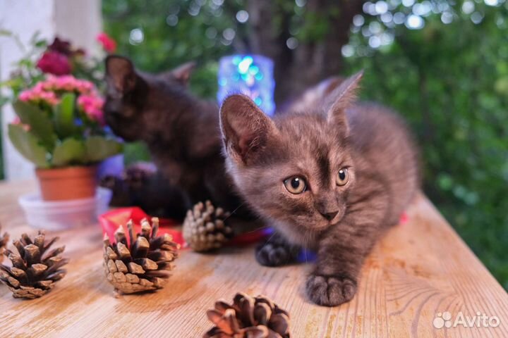 Котята-хранители, будущие защитники хозяина и дома