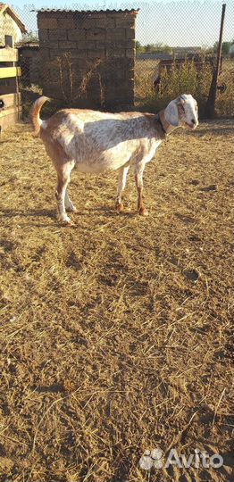 Козы нубийские