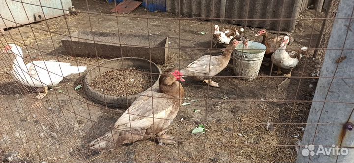 Инкубационное яйцо индоутки