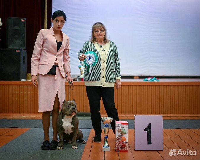 Хендлер для Вашей собаки