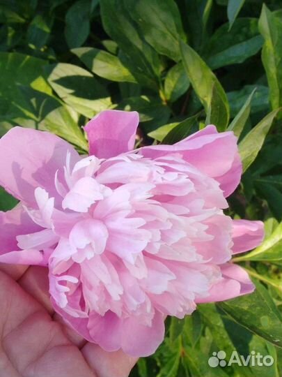 Пионы розовые