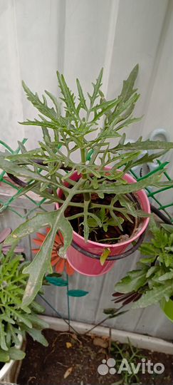 Продам цветы