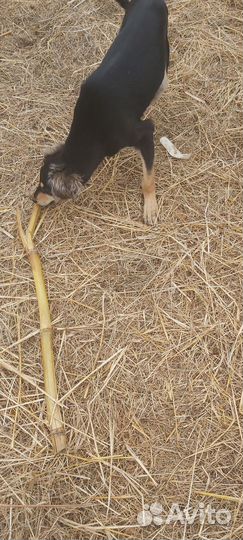 Борзая салюки