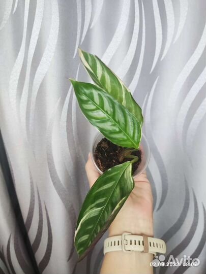 Строманта Оппенгейма триколор