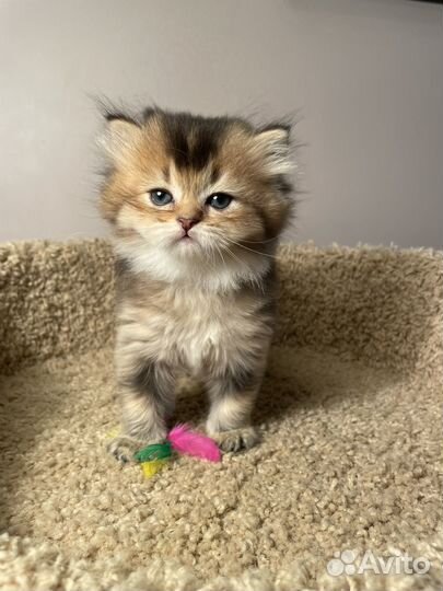 Британские котята (разные)