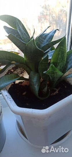 Сансевиерия (щучий хвост)