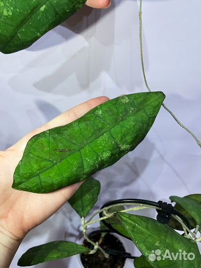 Хойя Lata iskandar close a