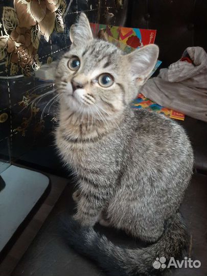 Пристрою кисоньку