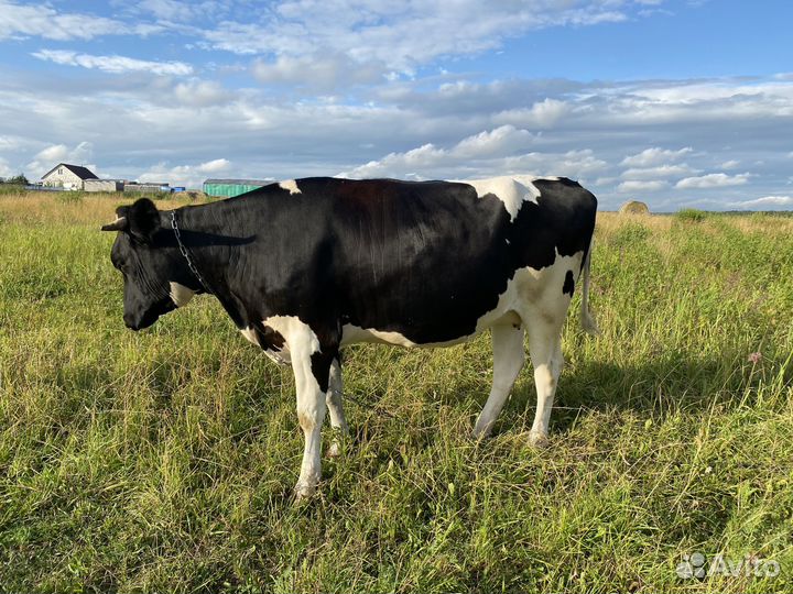 Продажа коров