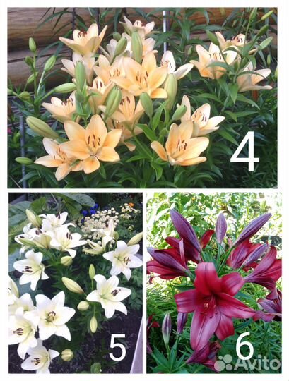 Лилии,лилейник
