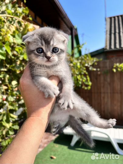 Шотландская вислоухая