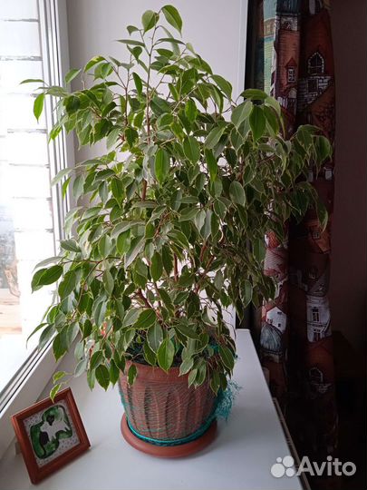 Кодиеум и фикус бенджамина