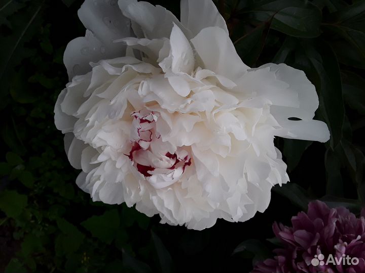 Корни пионов