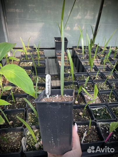 Хамеропс Хумилис / Chamaerops Humilis