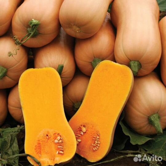 Лук репчатый 30 кг. Тыква 23 кг и кабачки 20 кг