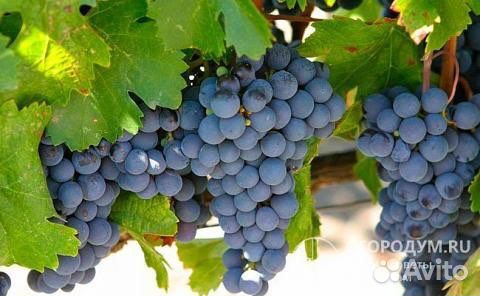 Виноград