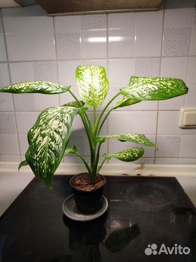 Диффенбахия