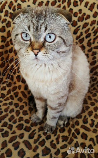 Вязка с шотландским вислоухим котом