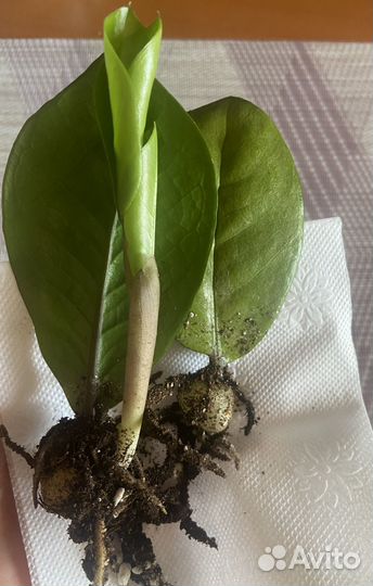 Замиокулькас