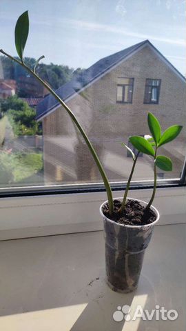 Замиокулькас