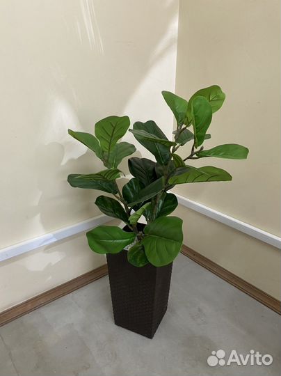 Стрелиция искусственная драцена