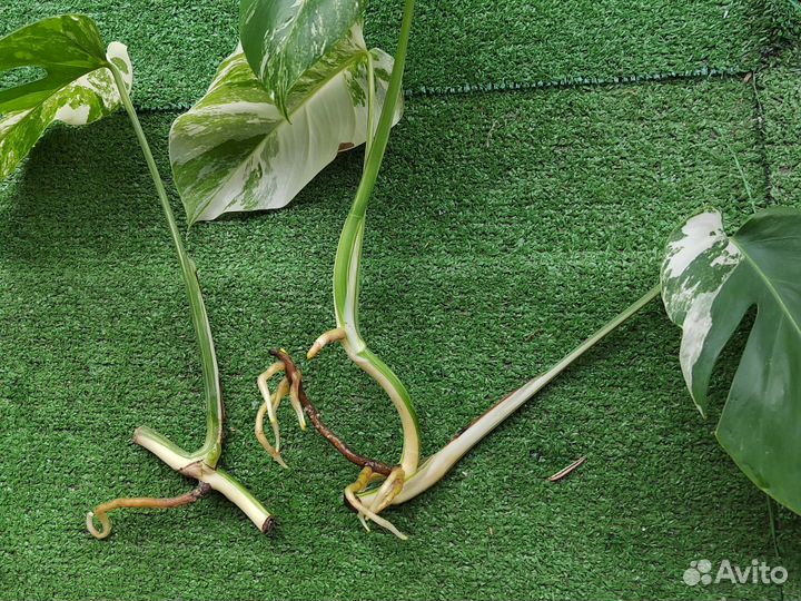 Монстера альба