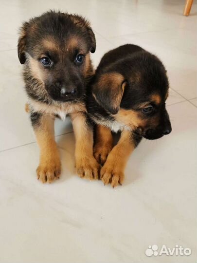 Собака в добрые руки щенок