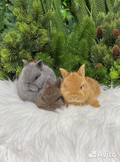 Крольчата кукольной внешности