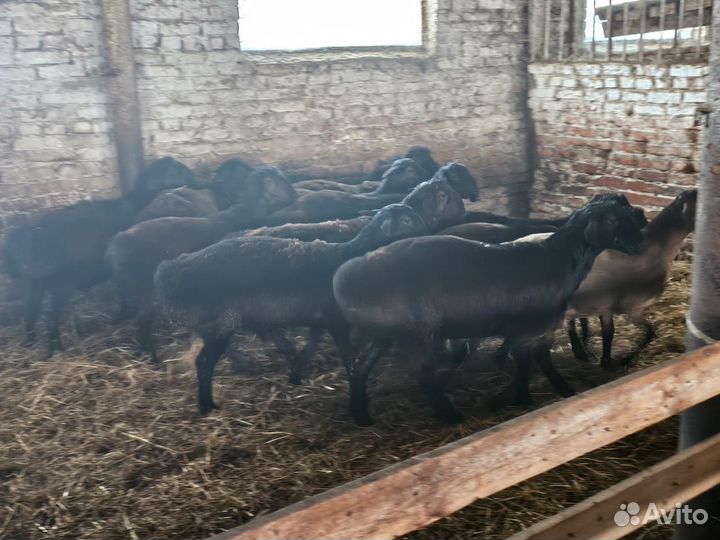 Продаю баранчиков Эдильбаевской породы