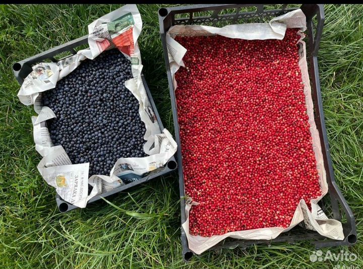 Клюква-Брусника ягода свежая