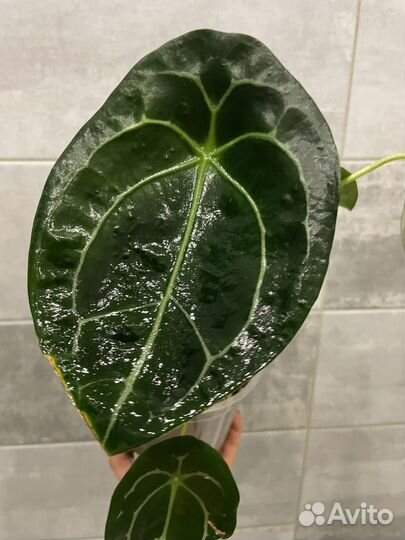 Anthurium(Антуриум) forgetii