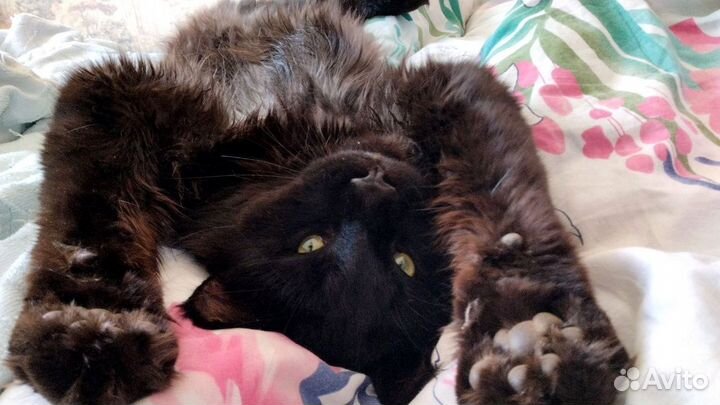 Вязка мейнкун