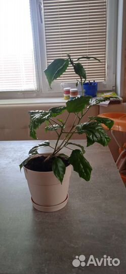 Гибискус китайская роза красная