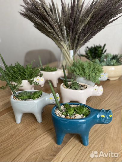 Суккуленты котики