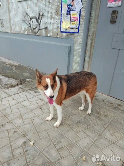 Милая собачка