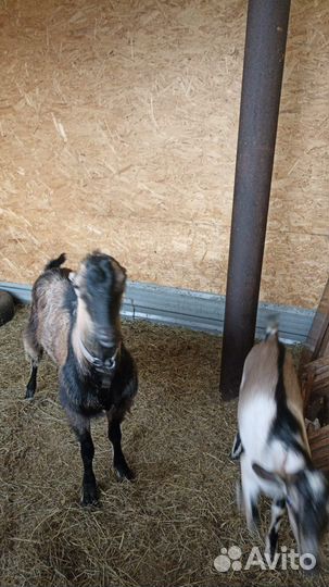 Козел Ломанча