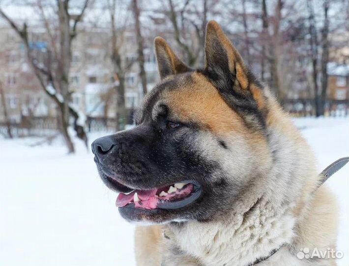 Американская акита вязка