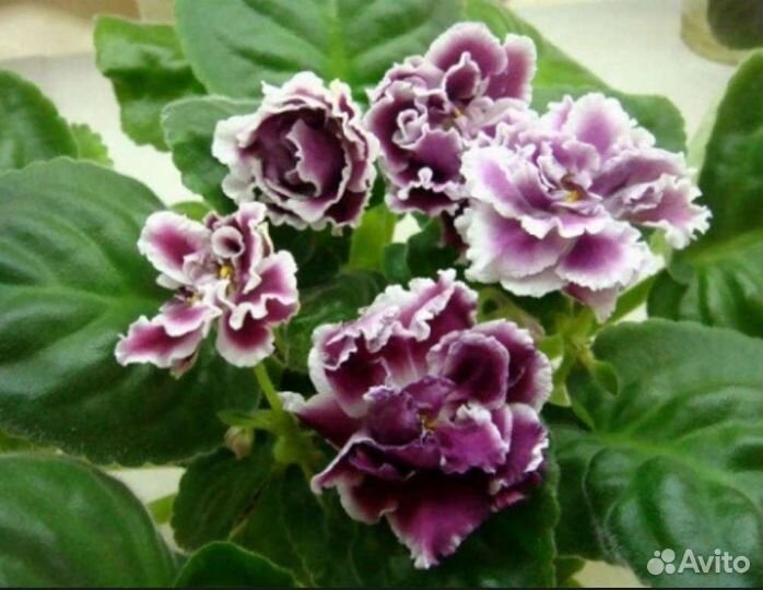 Укорененные черенки фиалок, некоторые с детками