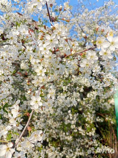 Вишня Владимирская