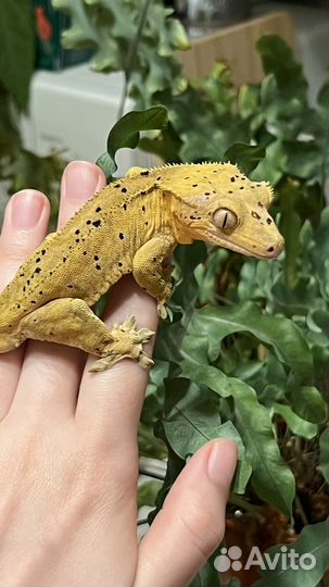 Реснитчатый бананоед далматин самец