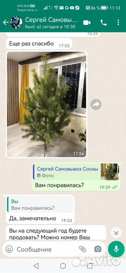 Сосна новогодняя живая