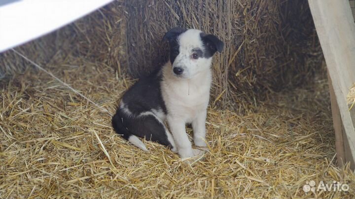 Щеночек девочка