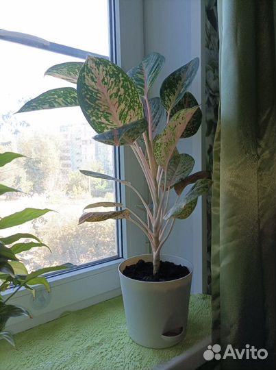 Аглаонема Арлекин (Харли Квин)