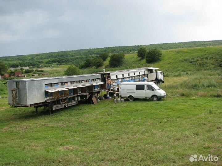 Продаю пчелосемьи Дадан