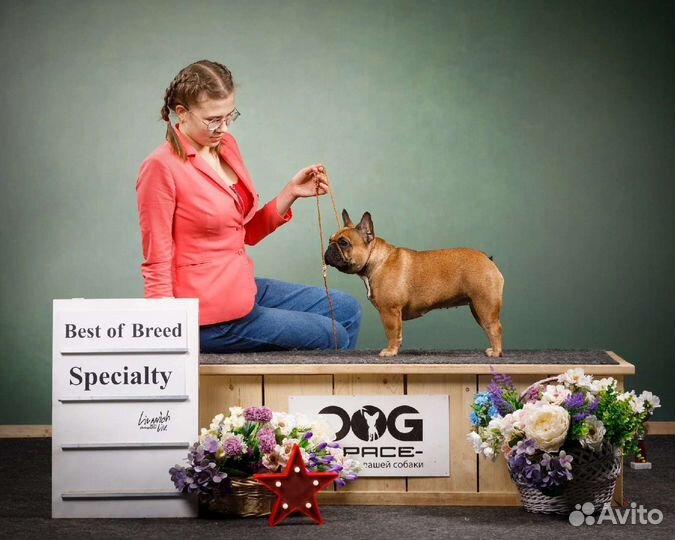 Профессиональный хендлер