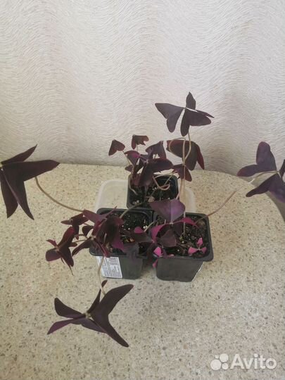 Кислица (оксалис)