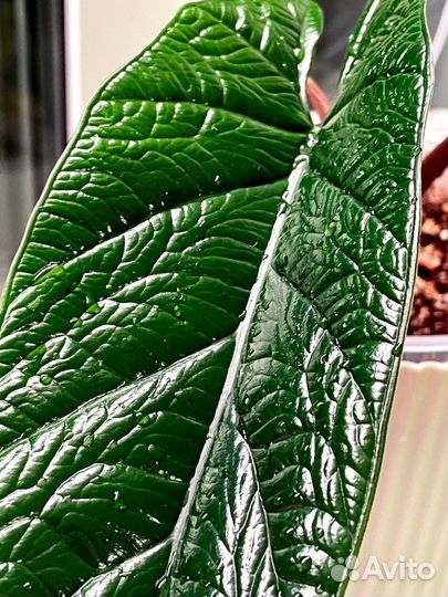 Клубень Алоказии Скальпрум